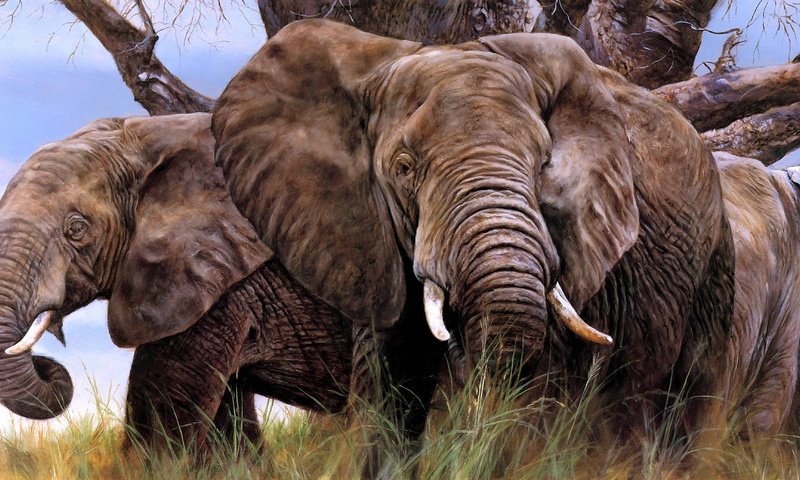 Обои арт, слон, уши, слоны, бивни, art, elephant, ears, elephants, tusks разрешение 4731x2075 Загрузить