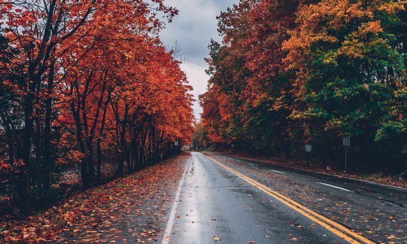 Обои дорога, деревья, листья, осень, листопад, road, trees, leaves, autumn, falling leaves разрешение 5472x3648 Загрузить