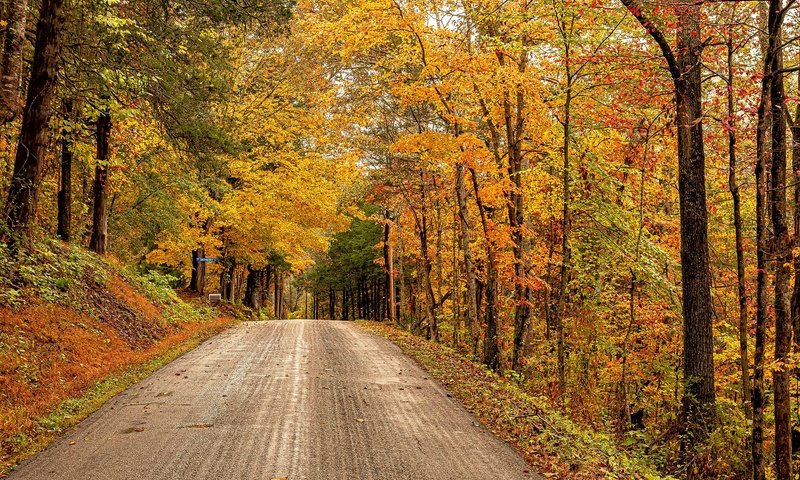 Обои дорога, деревья, лес, осень, сша, штат виргиния, road, trees, forest, autumn, usa, virginia разрешение 2048x1295 Загрузить