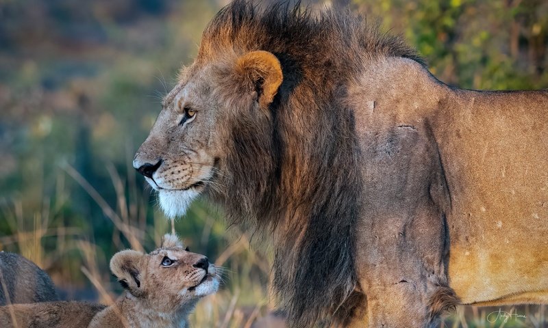 Обои дикие кошки, лев, грива, львёнок, детеныш, wild cats, leo, mane, lion, cub разрешение 3523x2349 Загрузить