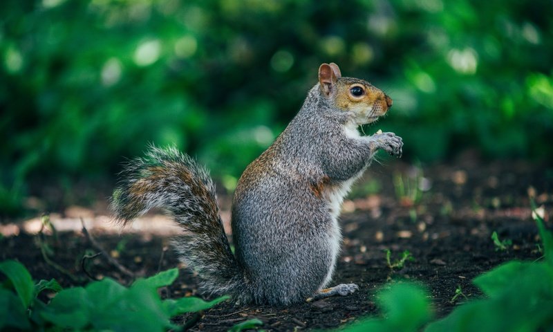 Обои природа, профиль, серая, белка, зеленый фон, боке, nature, profile, grey, protein, green background, bokeh разрешение 6000x4000 Загрузить