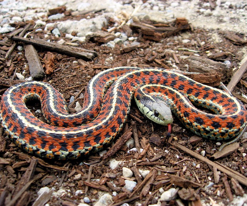 Обои змея, язык, coast garter, snake, language разрешение 2816x2112 Загрузить