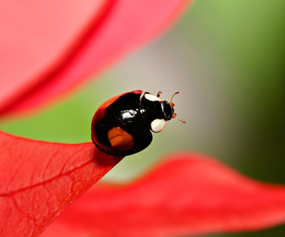 Обои листва, божья коровка, размытость, foliage, ladybug, blur разрешение 1920x1200 Загрузить