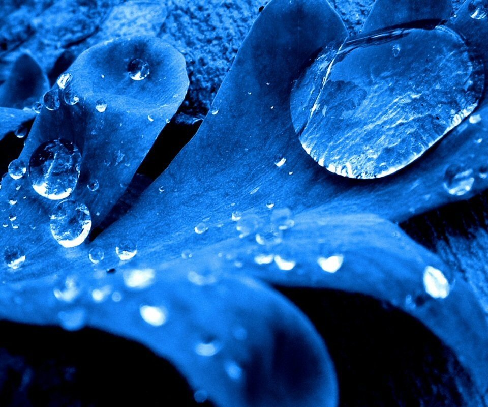 Обои синий, капли, лист, blue, drops, sheet разрешение 1920x1200 Загрузить