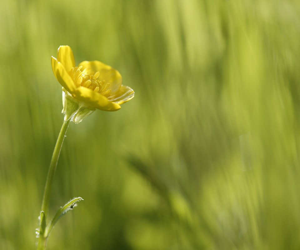 Обои желтый, зелень, макро, цветок, красота в простом, yellow, greens, macro, flower, beauty is in simplicity разрешение 2560x1600 Загрузить