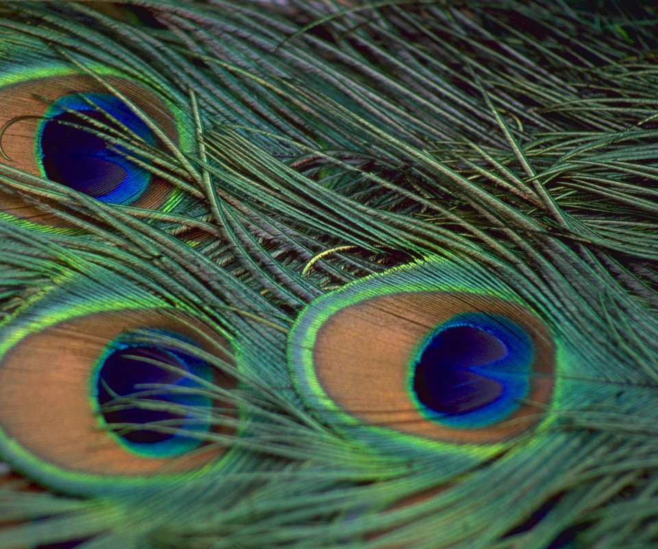 Обои павлин, перья, peacock, feathers разрешение 1920x1200 Загрузить