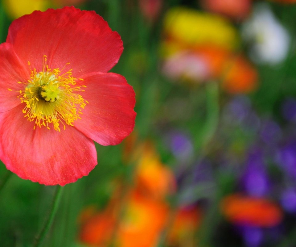 Обои макро, цветок, красный, macro, flower, red разрешение 2560x1600 Загрузить