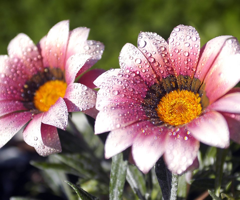 Обои цветы, макро, роса, лепестки, капельки, газания, flowers, macro, rosa, petals, droplets, gazania разрешение 2560x1600 Загрузить