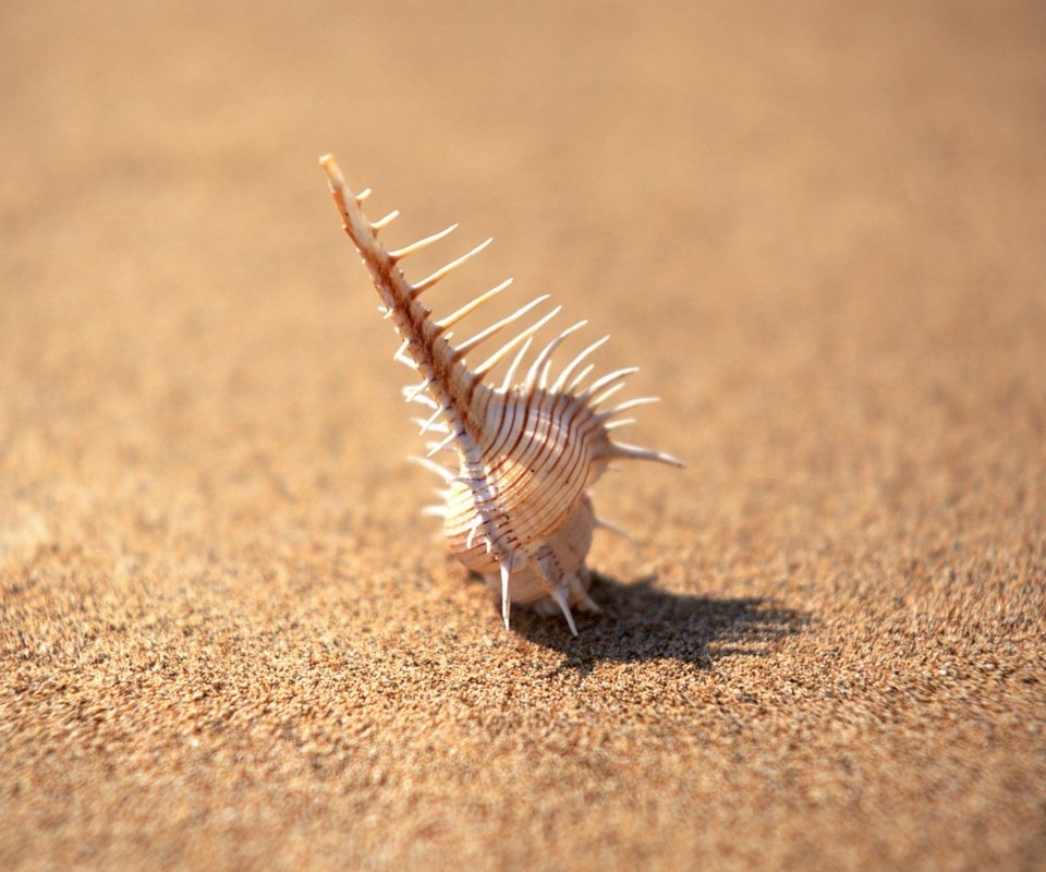 Обои фокус камеры, песок, минимализм, иголки, ракушка, the focus of the camera, sand, minimalism, needles, shell разрешение 1920x1440 Загрузить