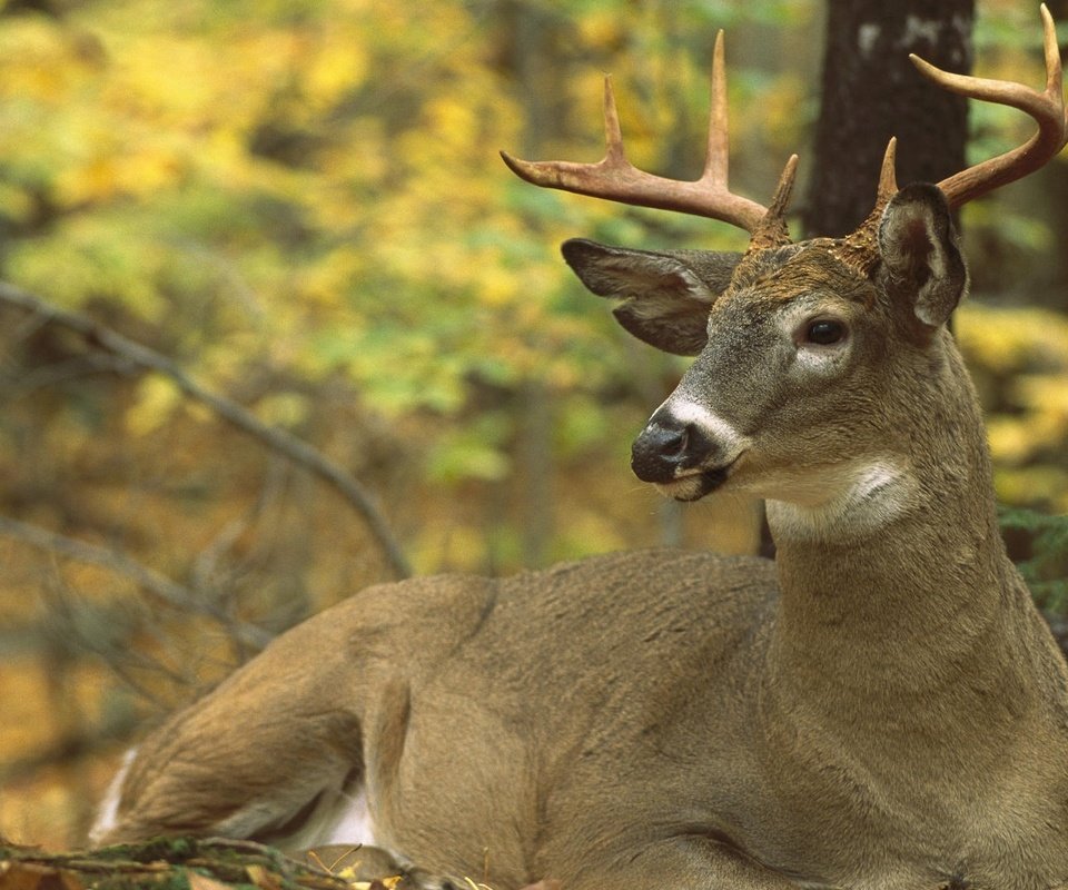 Обои северная америка, олень белохвостый, odocoileus virginianus, north america, white-tailed deer разрешение 1920x1200 Загрузить