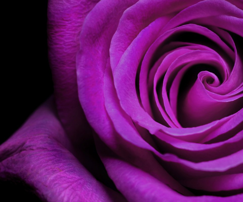 Обои роза, лепестки, фиолетовый, бутон, rose, petals, purple, bud разрешение 5200x3250 Загрузить