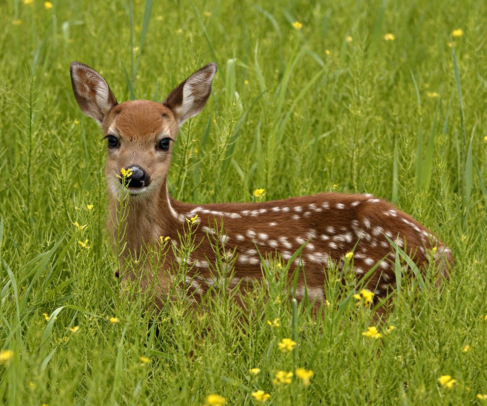 Обои трава, зелень, олень, взгляд, grass, greens, deer, look разрешение 1920x1200 Загрузить