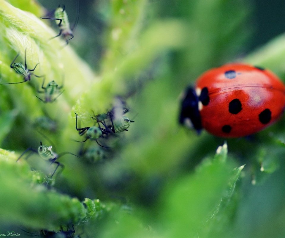 Обои макро, листок, божья коровка, муравей, macro, leaf, ladybug, ant разрешение 1920x1440 Загрузить