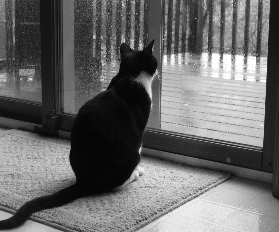 Обои кот, грусть, кошка, чёрно-белое, черно-белая, дождь, окно, cat, sadness, black and white, rain, window разрешение 1920x1440 Загрузить