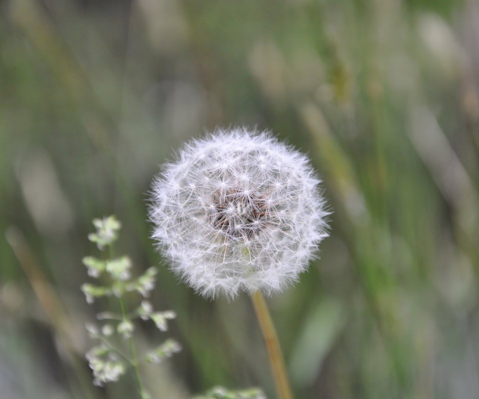 Обои лето, пушистый, белый, одуванчик, summer, fluffy, white, dandelion разрешение 2560x1700 Загрузить