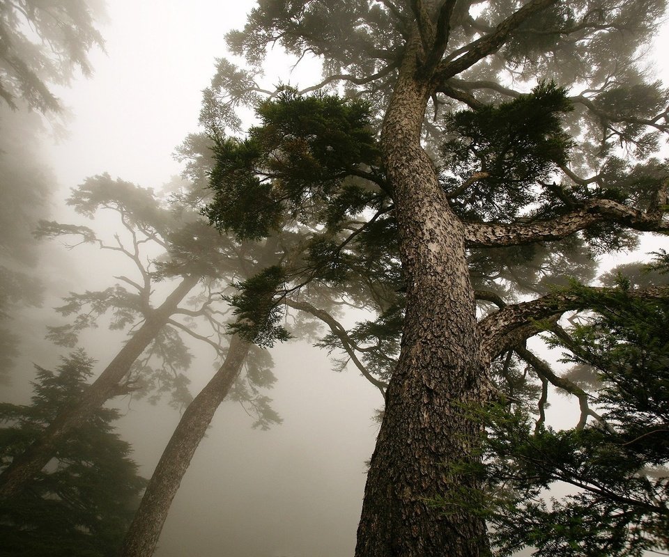 Обои дерево, туман, ствол, сосна, вид снизу, tree, fog, trunk, pine, bottom view разрешение 1920x1200 Загрузить