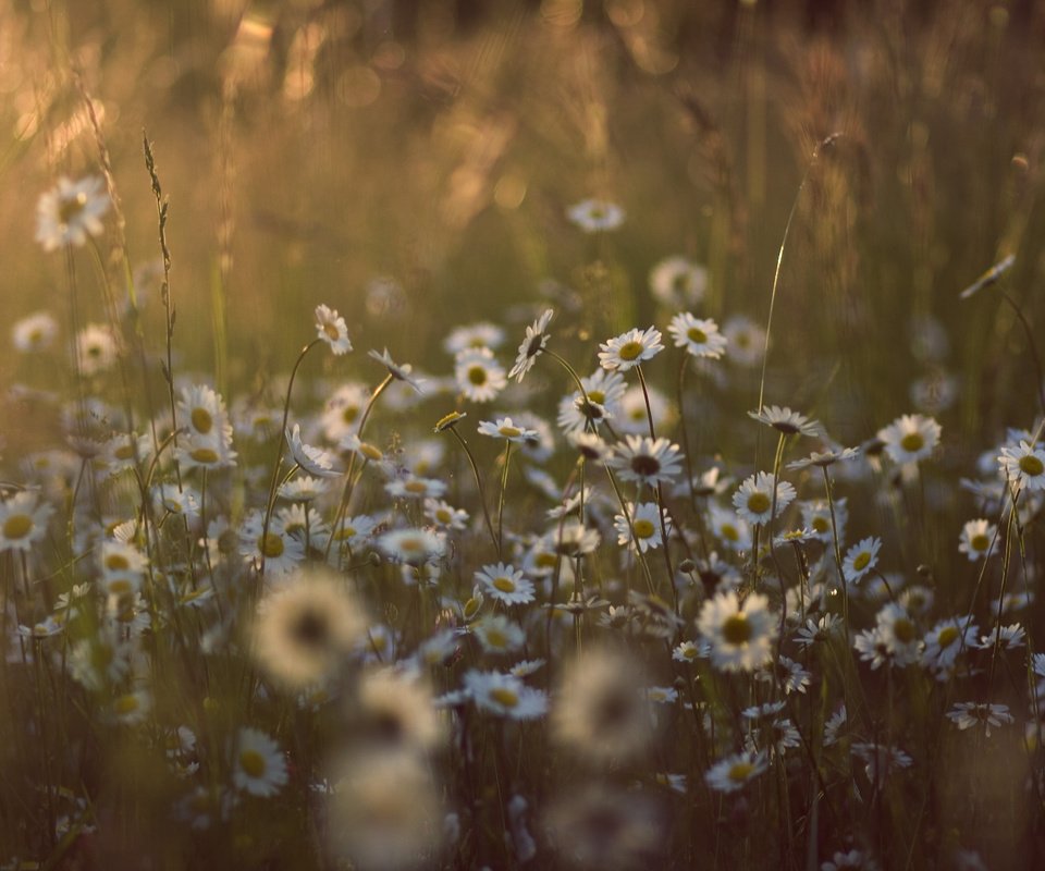 Обои свет, цветы, трава, солнце, природа, лето, поляна, ромашки, light, flowers, grass, the sun, nature, summer, glade, chamomile разрешение 3888x2592 Загрузить