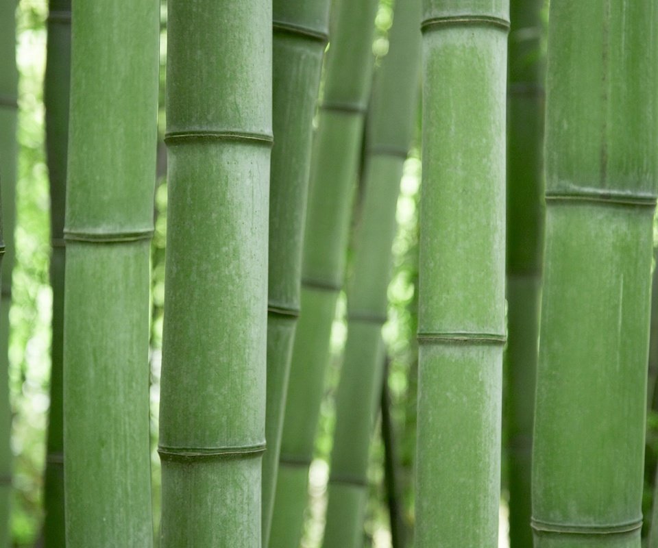 Обои зелёный, бамбук, green, bamboo разрешение 1920x1200 Загрузить