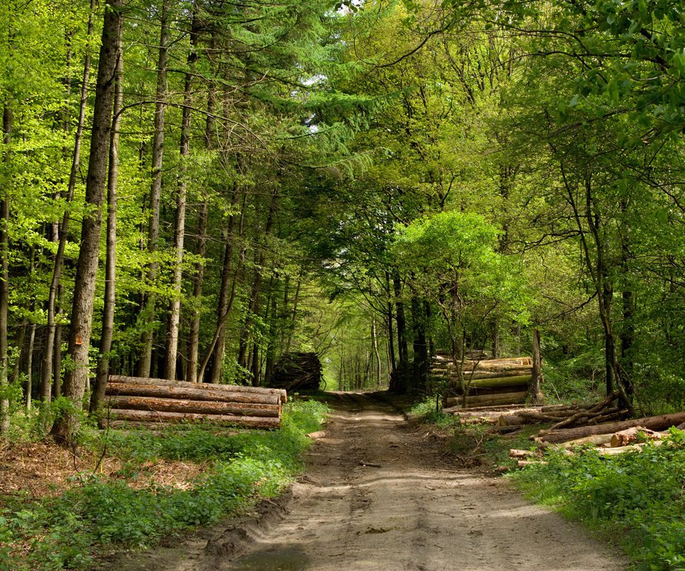 Обои дорога, лес, бревна, road, forest, logs разрешение 1920x1200 Загрузить