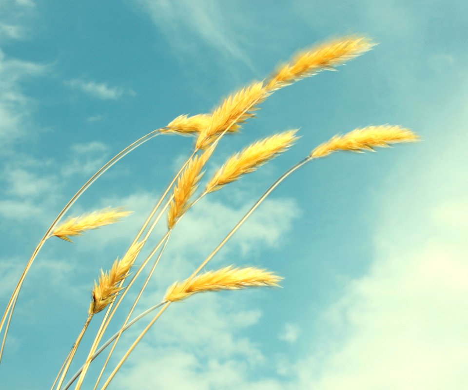 Обои небо, облака, лето, пшеница, колоски, лёгкость, the sky, clouds, summer, wheat, spikelets, ease разрешение 1920x1200 Загрузить