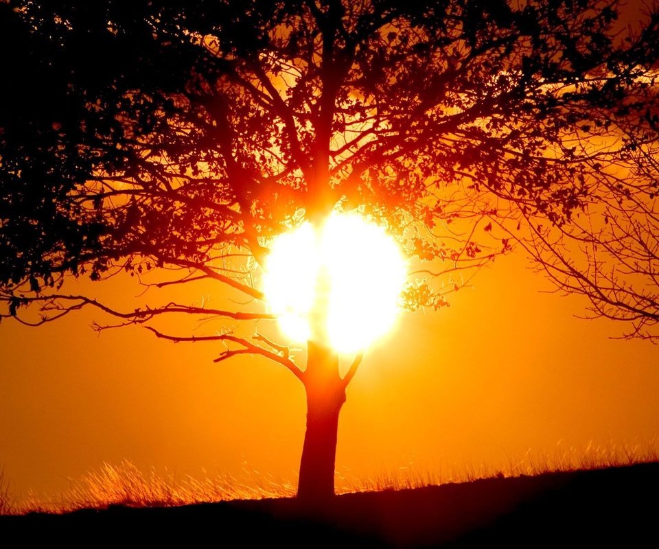 Обои солнце, дерево, закат, тень, the sun, tree, sunset, shadow разрешение 1920x1200 Загрузить