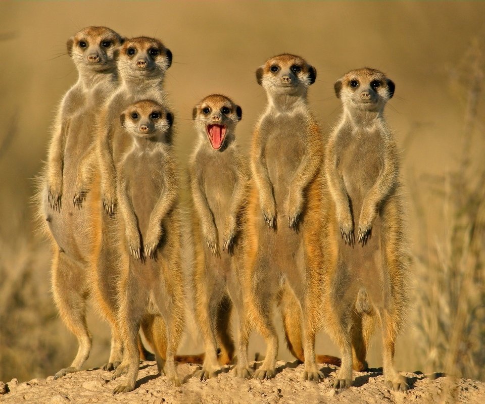 Обои группа, зверьки, сурикаты, group, animals, meerkats разрешение 1920x1200 Загрузить