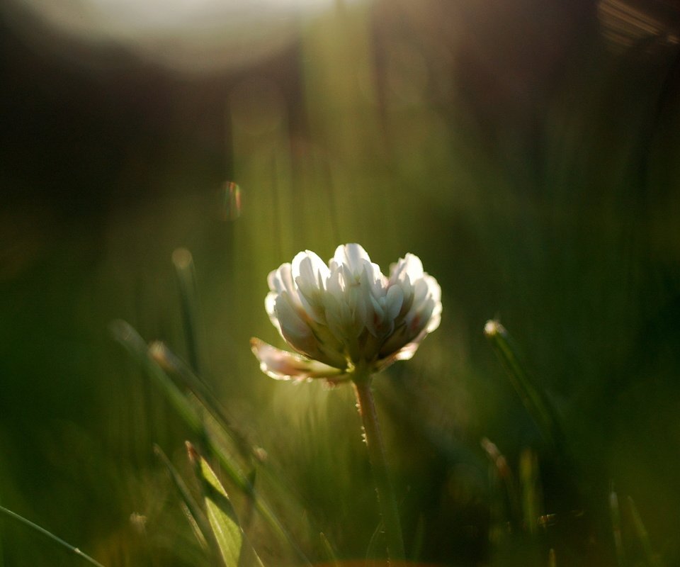 Обои трава, цветок, лето, луг, полевой, grass, flower, summer, meadow, field разрешение 2560x1600 Загрузить