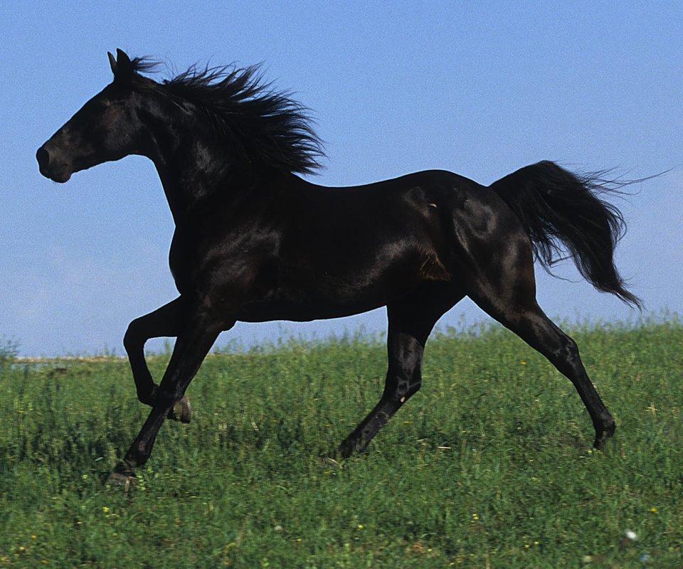 Обои небо, поле, черный, грива, жеребец, лошаль, скакун, the sky, field, black, mane, stallion, local, horse разрешение 1920x1080 Загрузить