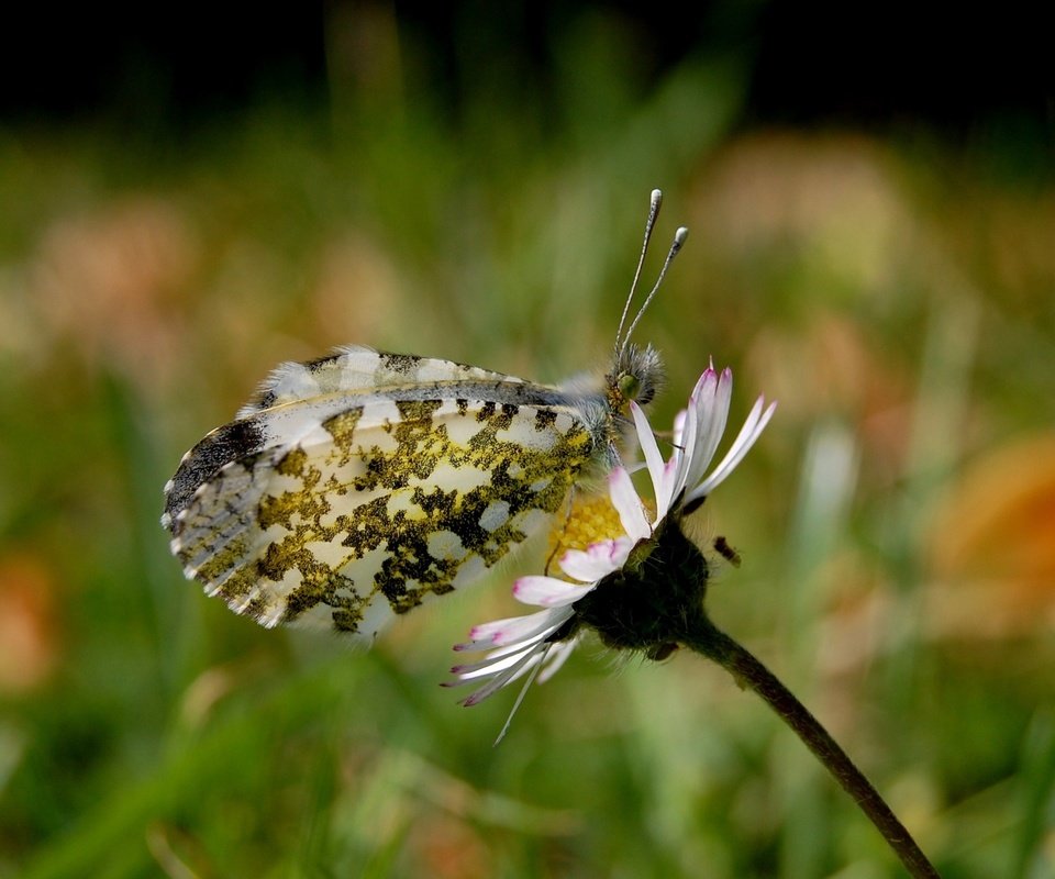 Обои природа, бабочка, макросьемка, nature, butterfly, microsemi разрешение 2560x1600 Загрузить