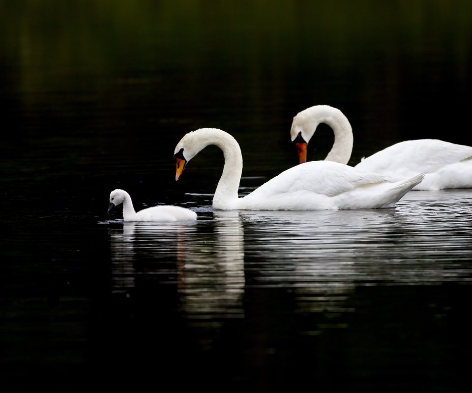 Обои озеро, любовь, лебеди, верность, lake, love, swans, loyalty разрешение 2560x1600 Загрузить