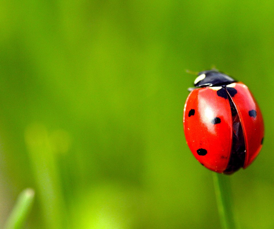 Обои природа, жук, насекомое, божья коровка, nature, beetle, insect, ladybug разрешение 1920x1200 Загрузить