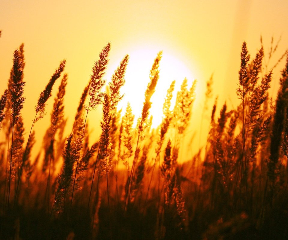 Обои трава, солнце, природа, поле, рассвет, колоски, grass, the sun, nature, field, dawn, spikelets разрешение 1920x1200 Загрузить