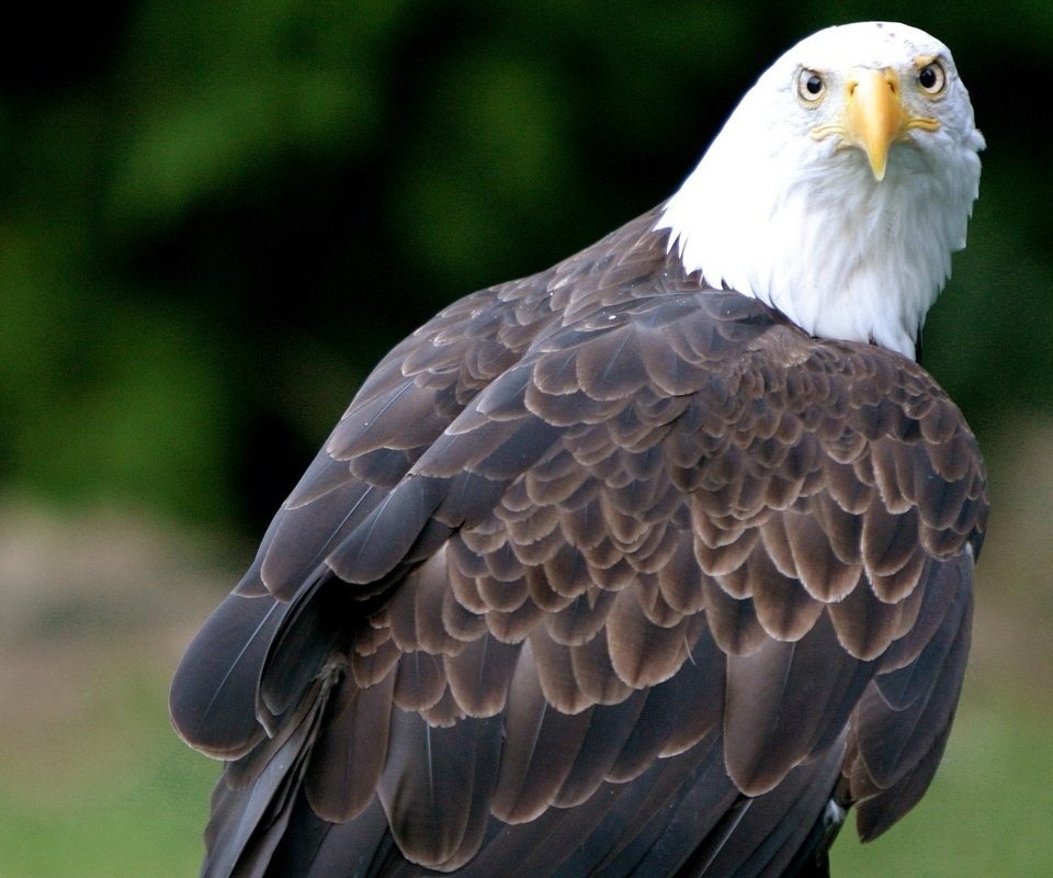 Обои орел, птица, клюв, перья, белоголовый орлан, eagle, bird, beak, feathers, bald eagle разрешение 1920x1080 Загрузить