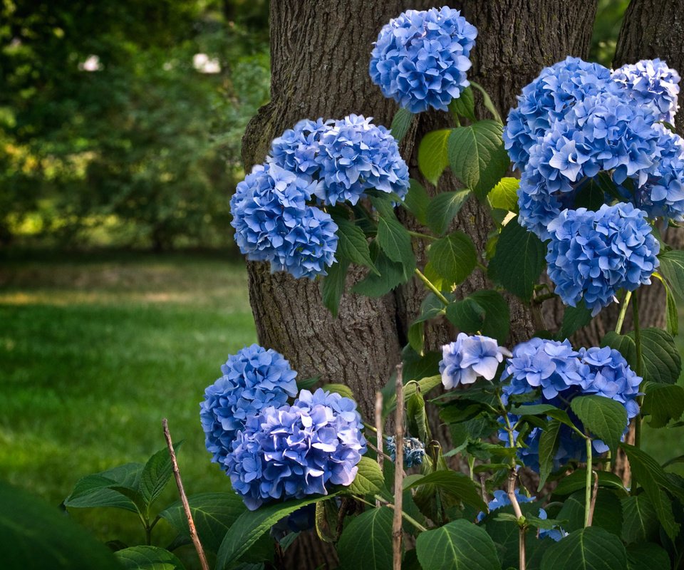 Обои цветение, зелень, парк, кустарник, гортензия, flowering, greens, park, shrub, hydrangea разрешение 1920x1200 Загрузить