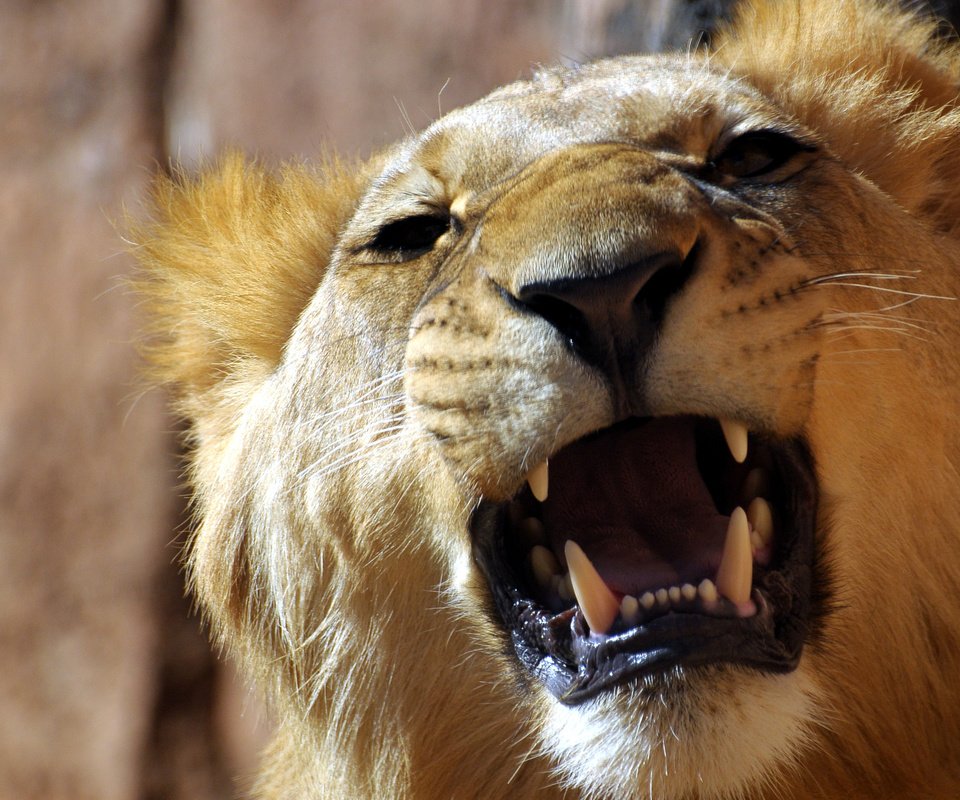 Обои клыки, лев, львица, fangs, leo, lioness разрешение 2560x1920 Загрузить