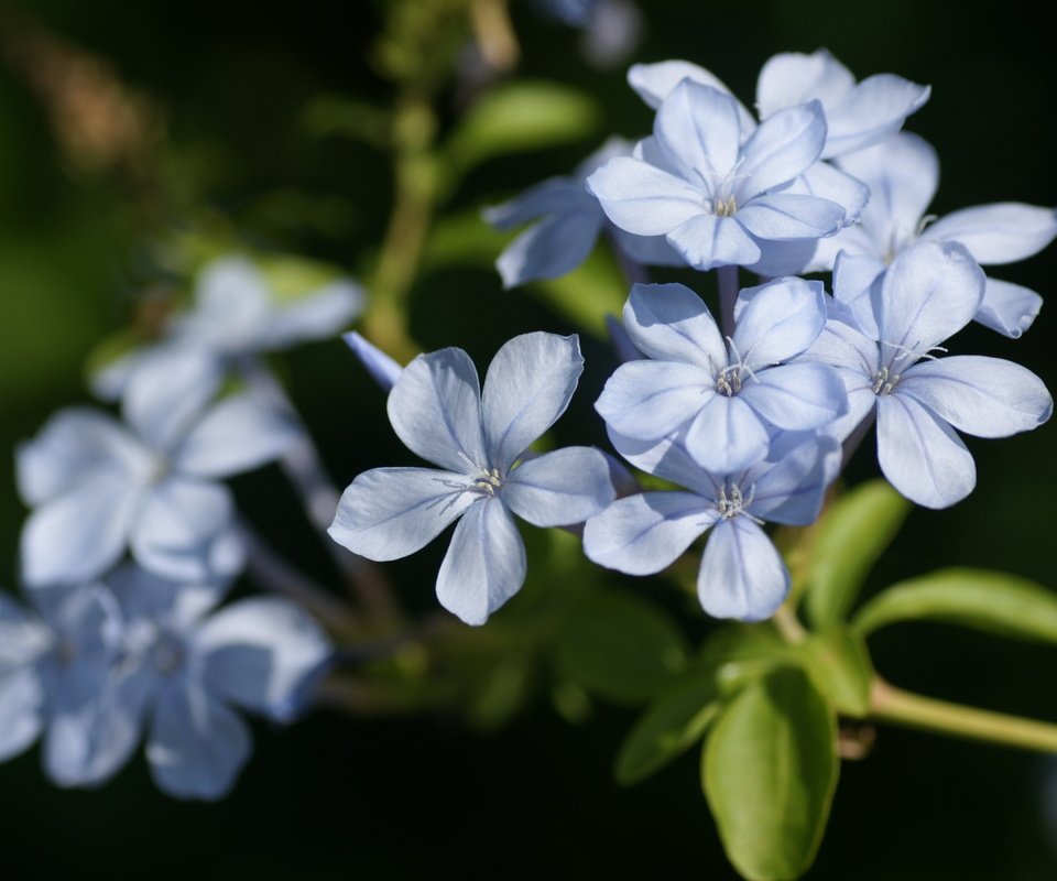 Обои цветы, лепестки, голубые, свинчатка, flowers, petals, blue, svinchatka разрешение 1920x1200 Загрузить