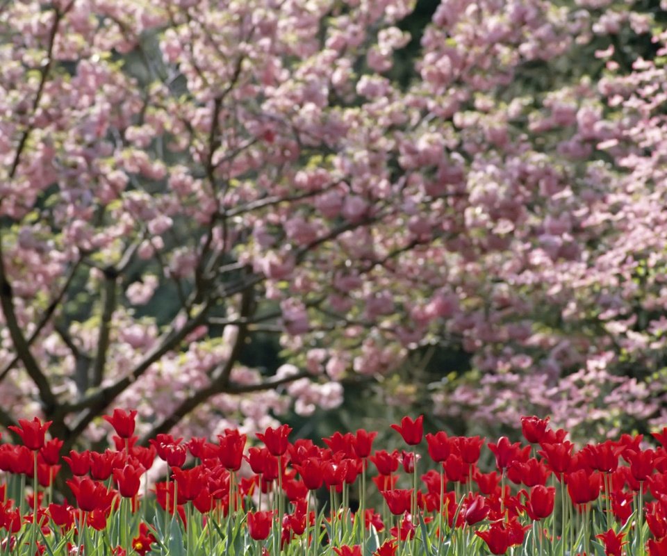 Обои цветы, цветение, весна, тюльпан, flowers, flowering, spring, tulip разрешение 1920x1200 Загрузить