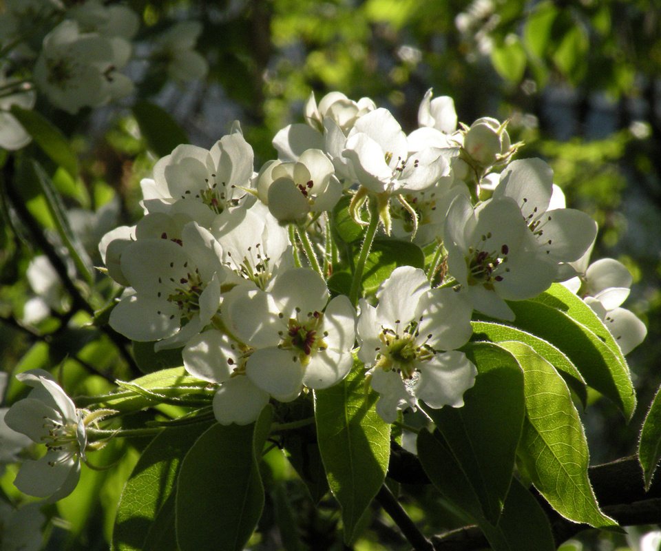 Обои цветы, весна, яблоня, flowers, spring, apple разрешение 1920x1200 Загрузить