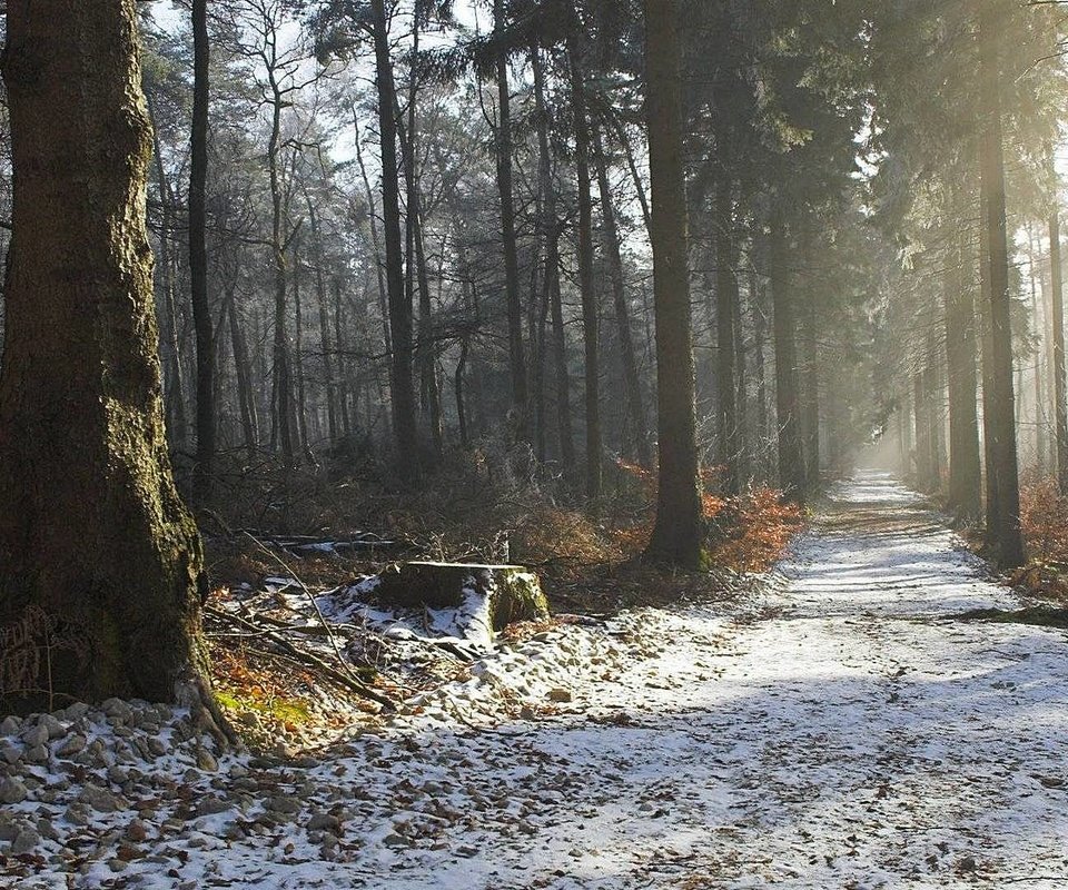 Обои дорога, дымка, деревья, природа, лес, зима, утро, осень, красота, road, haze, trees, nature, forest, winter, morning, autumn, beauty разрешение 1920x1080 Загрузить