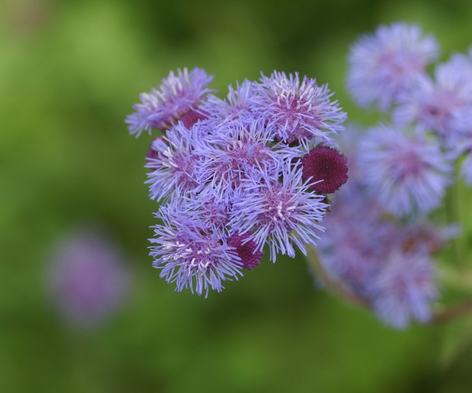 Обои цветы, размытость, агератум, flowers, blur, ageratum разрешение 1920x1200 Загрузить