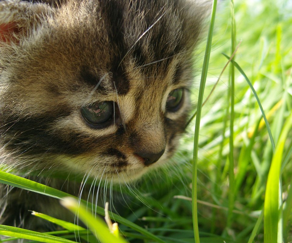 Обои глаза, трава, кошка, взгляд, eyes, grass, cat, look разрешение 2560x1600 Загрузить