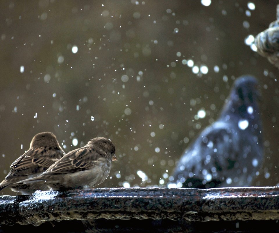 Обои фонтан, птицы, воробей, голубь, воробьи, гуля не в фокусе, fountain, birds, sparrow, dove, sparrows, ghoul is not in focus разрешение 3872x2592 Загрузить