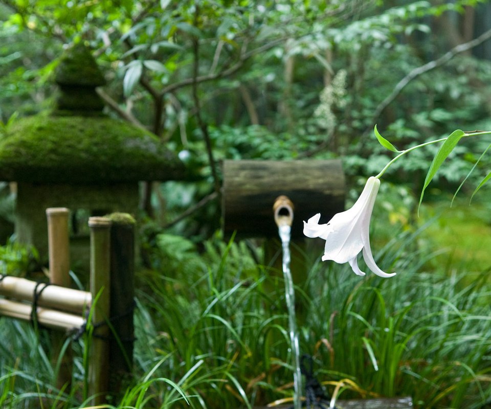 Обои деревья, цветок, забор, япония, сад, лилия, родник, trees, flower, the fence, japan, garden, lily, spring разрешение 1920x1200 Загрузить