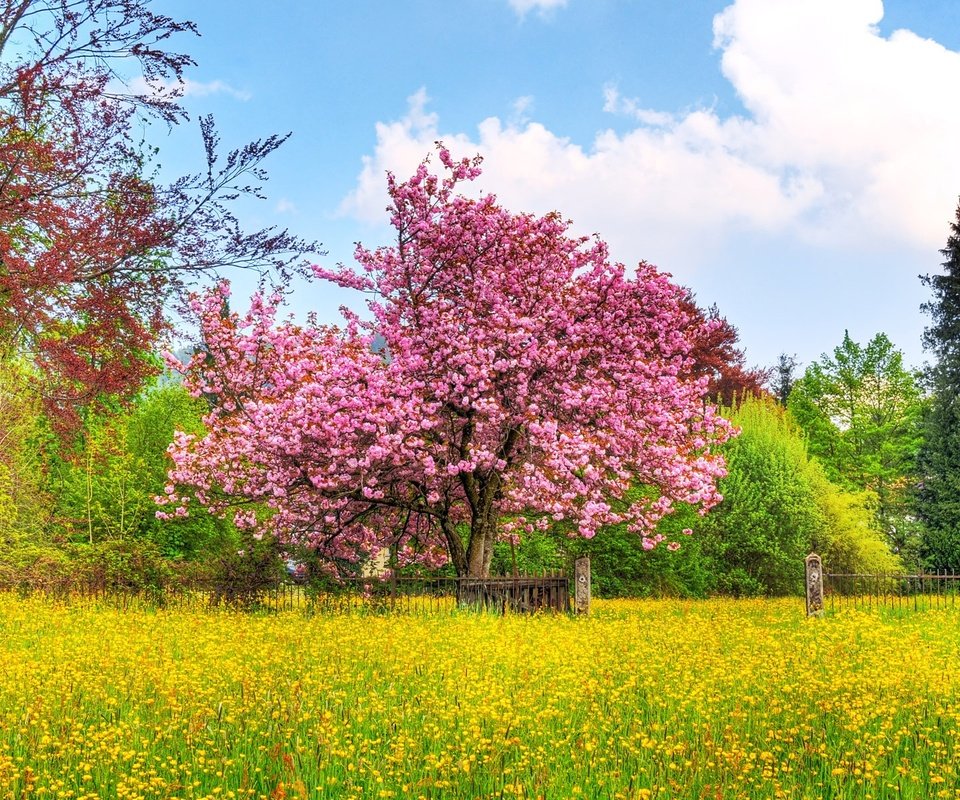 Обои небо, деревья, природа, цветение, поле, весна, вишневое дерево, the sky, trees, nature, flowering, field, spring, cherry tree разрешение 1920x1200 Загрузить