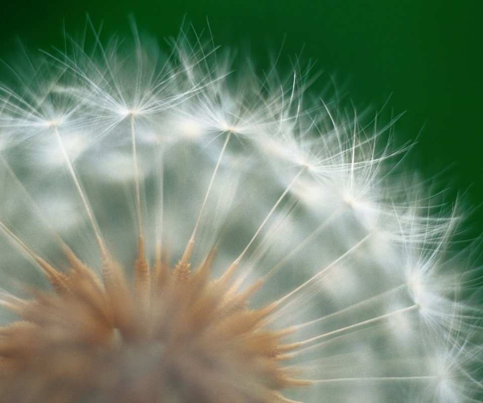 Обои природа, цветок, одуванчик, пух, пушинки, best wallpapers, крупным планом, nature, flower, dandelion, fluff, fuzzes, closeup разрешение 1920x1200 Загрузить