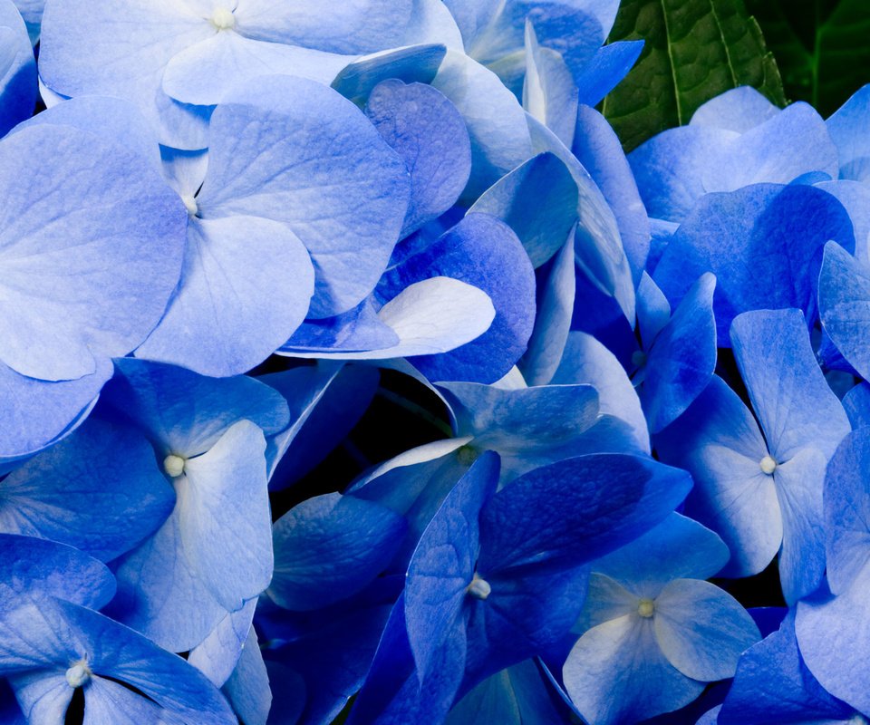 Обои цветы, лепестки, голубые, best wallpapers, гортензия, крупным планом, flowers, petals, blue, hydrangea, closeup разрешение 1920x1200 Загрузить