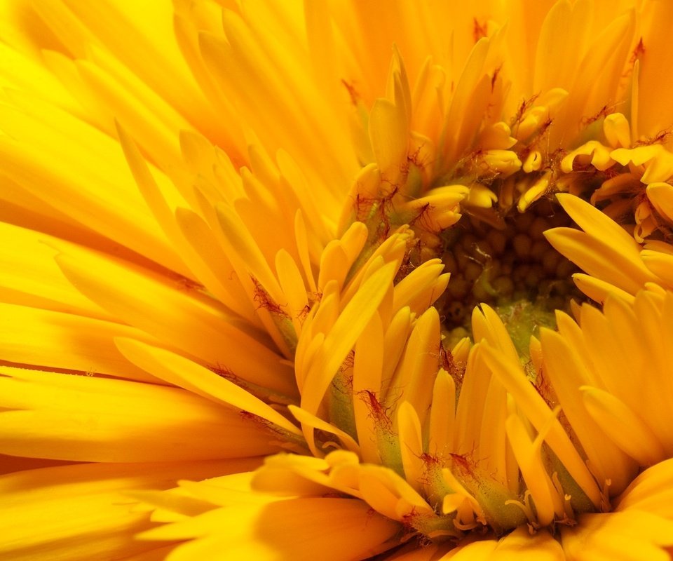 Обои желтый, цветок, лепестки, бутон, yellow, flower, petals, bud разрешение 1920x1200 Загрузить