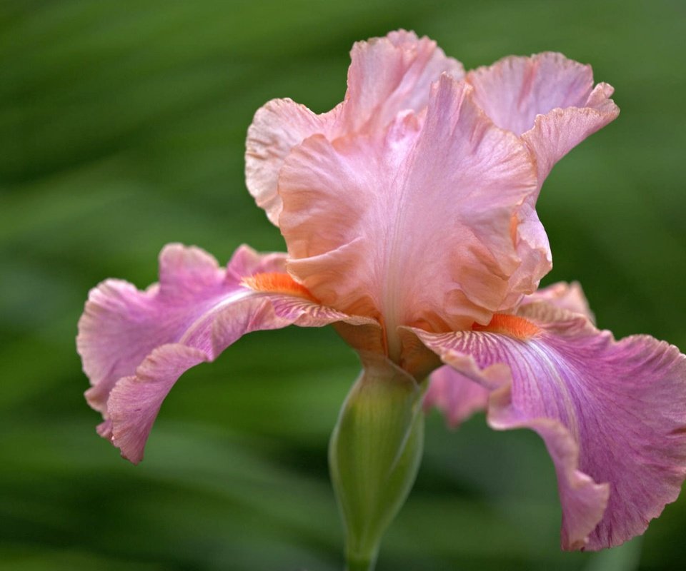 Обои цветок, лепестки, размытость, ирис, крупным планом, flower, petals, blur, iris, closeup разрешение 1920x1200 Загрузить