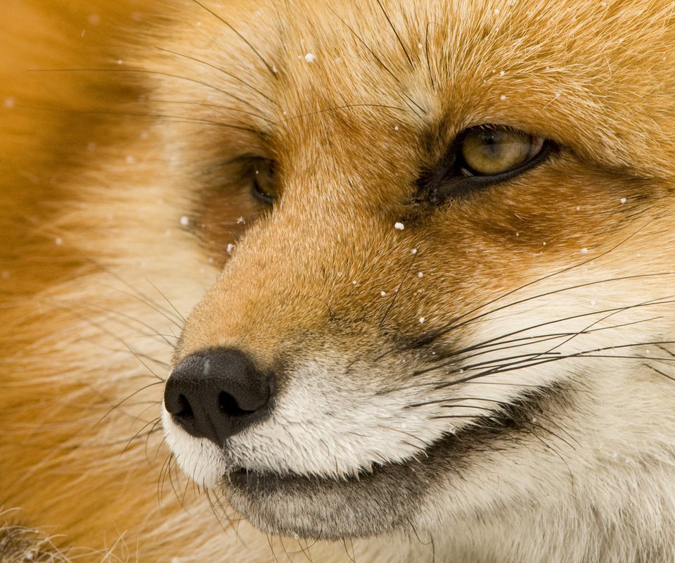 Обои глаза, морда, мордочка, взгляд, лиса, лисица, eyes, face, muzzle, look, fox разрешение 1920x1080 Загрузить