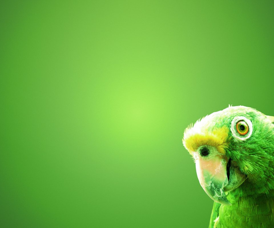 Обои зелёный, фон, птица, попугай, green, background, bird, parrot разрешение 1920x1200 Загрузить